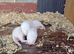 Ferret kits ready to go now.