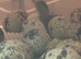 Fancy Jumbo Coloured Coturnix Hatching eggs