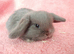 Baby mini lop rabbits for sale