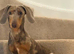 Beautiful girl looking for home