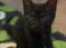 Half Maine coon kittens