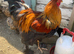 Gold partridge Brahma cockerel