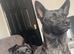 1 year old Dutch shepherd