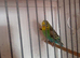 6 male budgies for sale