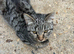 3 5 month old kittens needing loving homes