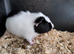 Beautiful young guinea pigs