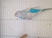 Sky blue male budgie