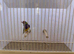Gouldian Finch Cock Bird For Sale (RH, PB, Dilute)