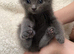 5 weeks old ready for deposit rare breed Russian blue Scottish fold mix beautiful stunning litter