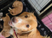 READY NOW KC Reg health tested working cocker spaniels