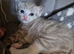 Ragdoll x kittens