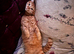 Adult cat
