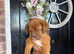 Dogue de bordeaux puppies