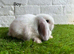 Stunning litter of Mini Lops