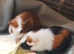 Baby Guinea pigs