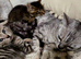 Bengal kittens.