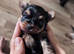 TOY SIZE YORKSHIRE TERRIER BOYS
