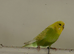 Young hen budgie .