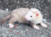 Part Angora hob ferret hob