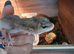 Midnight blizzard eclipse female gecko