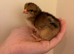 Beautiful chicks