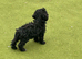 Cockapoo boy pup