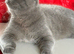 STUNNING BLUE BSH FEMALE CAT FOR SALE