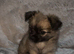 2 beautiful pomchi puppies