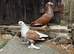 I have lovely pair with pear baby for sale very nice bird very healthy