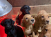Gorgeous Lab puppies ready to go now