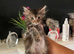 Mainecoon cross