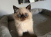 Seal Point Female Available