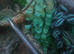 Wanted - Male Chequered Garter Snakes