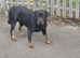 Female German rottweiler for sale