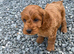 Gorgeous red cockapoo puppy’s