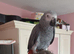 Beautiful african grey boy