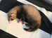 2 female ferrets 11 weeks old