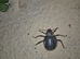 Radiant beetles and tank
