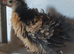 15 Bantam chickens