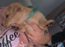 Patterdale puppies