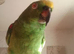 Semi tame Yallow-crowned Amazon for sell