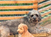 Gorgeous Merle mini Goldendoodle female