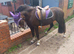 !12hh show/lead rein/ridden/family pony!
