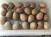 Quad of button quail