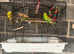 3 budgies