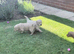 Goldendoodles