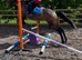 Laddy 6yro 16hh tb gelding
