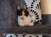 1 girl kittens left - NO REFUNDS