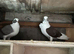 Germany Pigeon