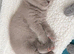 BRITISH SHORTHAIR - Full Pedigree/Registered